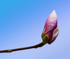 Pink Magnolia Flower Bud Closeup Royalty Free Stock Photos Pink Magnolia Flower Bud Closeup Royalty Free Stock Photos