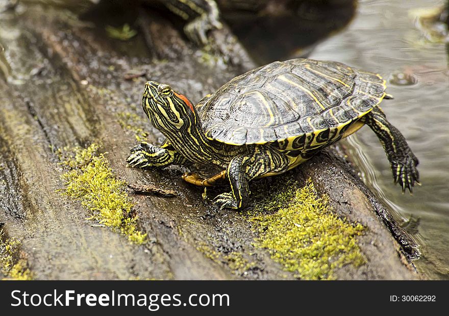 A Spring Box Turtle steps up on a log.