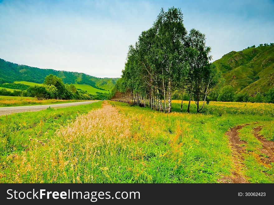 Rural landscape with birch trees planted along the road. Altai Mountains.