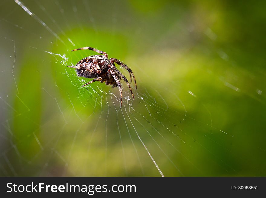 Spider on a spider web. Spider on a spider web