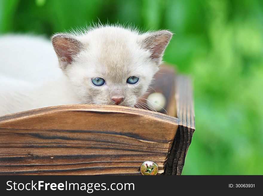 A beautiful close up portrait of a purebred pedigree Burmese kitten outside for the very first time. He is enjoying looking around at nature and is very curious. His eyes are blue because he is only 4 weeks old and all kittens eyes are blue until they get to at least 8 weeks when their eyes start to change into their adult color. A beautiful close up portrait of a purebred pedigree Burmese kitten outside for the very first time. He is enjoying looking around at nature and is very curious. His eyes are blue because he is only 4 weeks old and all kittens eyes are blue until they get to at least 8 weeks when their eyes start to change into their adult color.