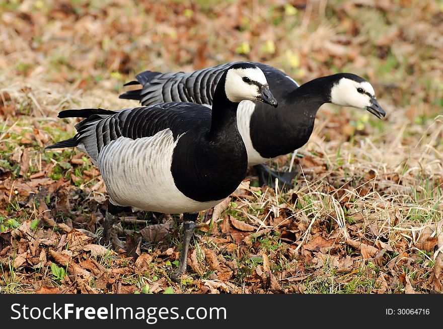 Branta canadensis