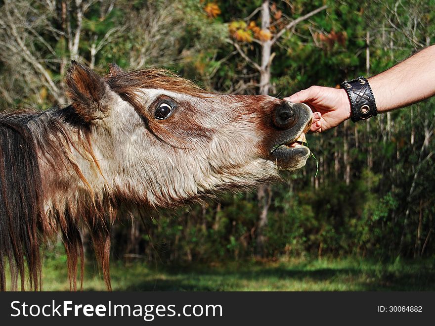 An amusing photograph of a funny,shaggy maned pony with a crazy expression on his face while his owner lifts up his lips and checks out his pearly white teeth. Would make a comical conceptual photo for dentist advertising or similar. An amusing photograph of a funny,shaggy maned pony with a crazy expression on his face while his owner lifts up his lips and checks out his pearly white teeth. Would make a comical conceptual photo for dentist advertising or similar.