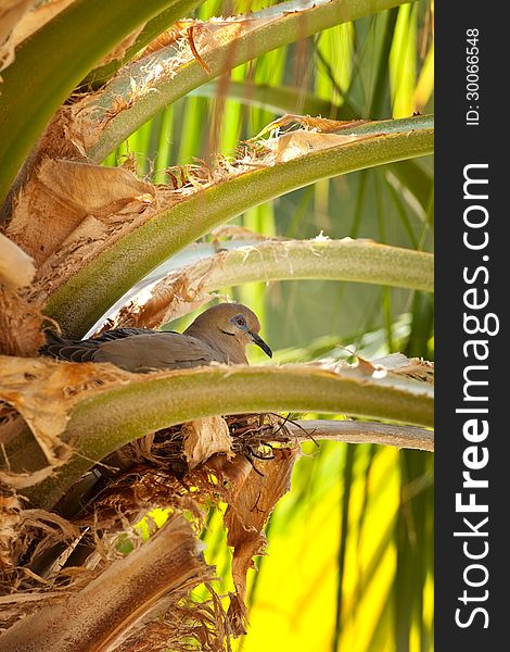 Morning Dove sits on her nest in palm tree