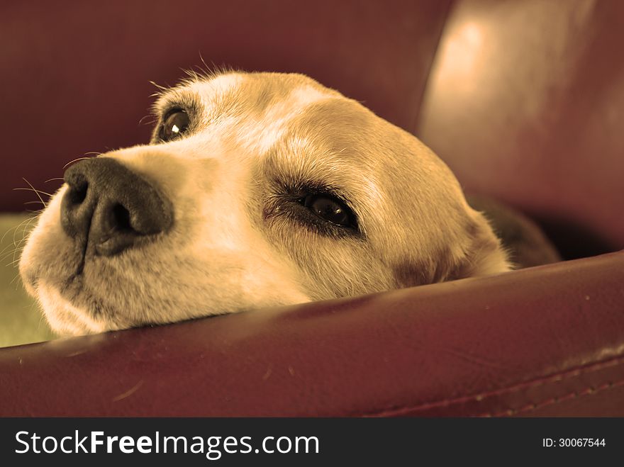 Beagle pet dog lying on red leather chair. Beagle pet dog lying on red leather chair