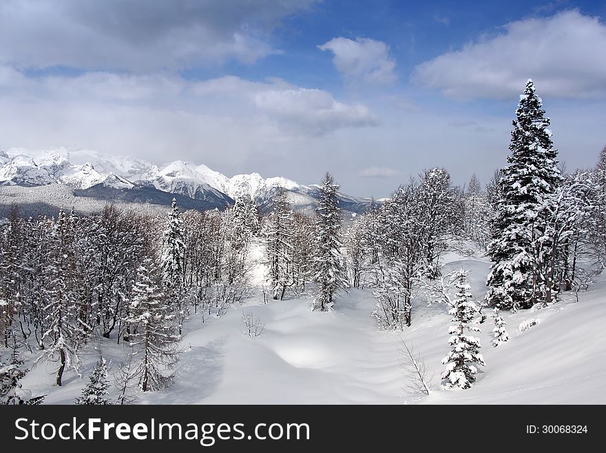 Winter landscape, pine forest under snow on a beautiful sunny day