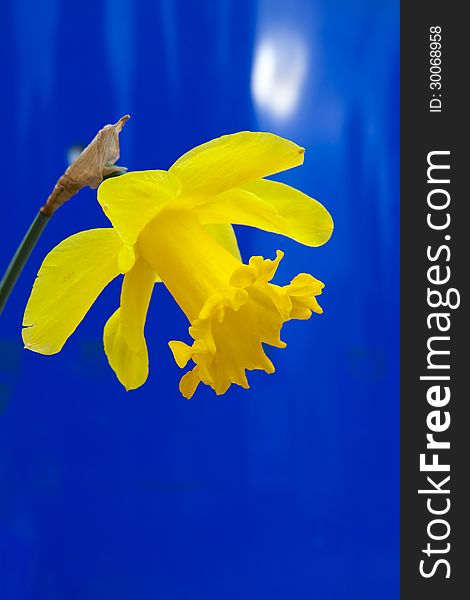 Lent lily in full bloom on blue background