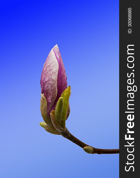 Pink magnolia flower bud closeup on blue background