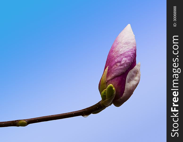 Pink magnolia flower bud closeup