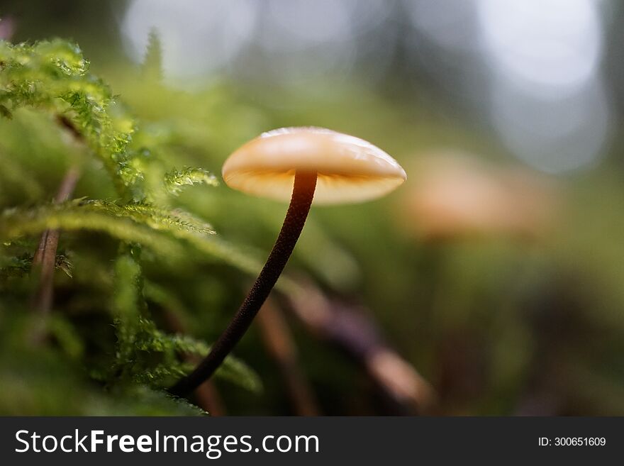 Pacific Northwest mushrooms during the rainy Autumn season.