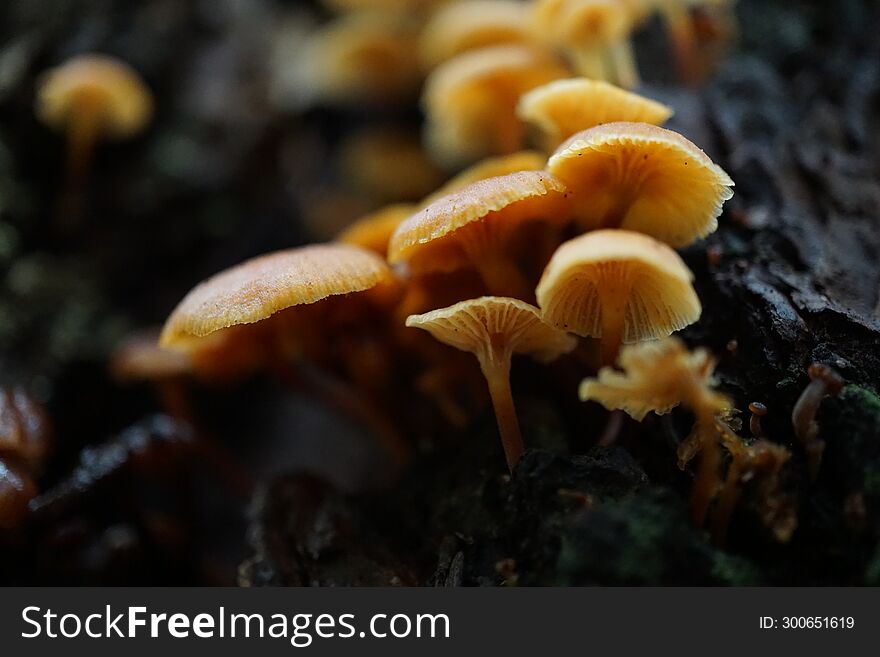 Pacific Northwest mushrooms during the rainy Autumn season.