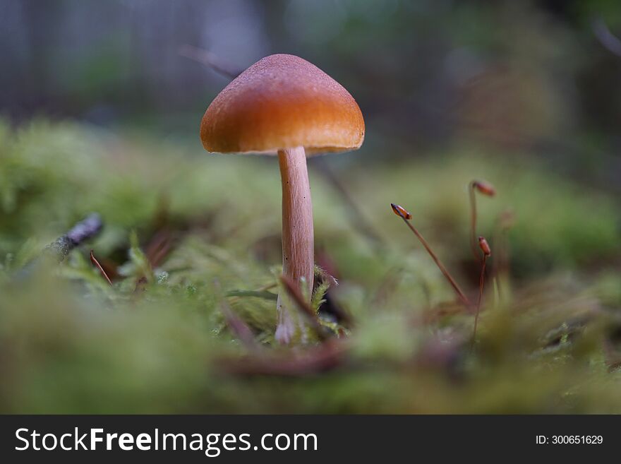 Pacific Northwest Mushrooms