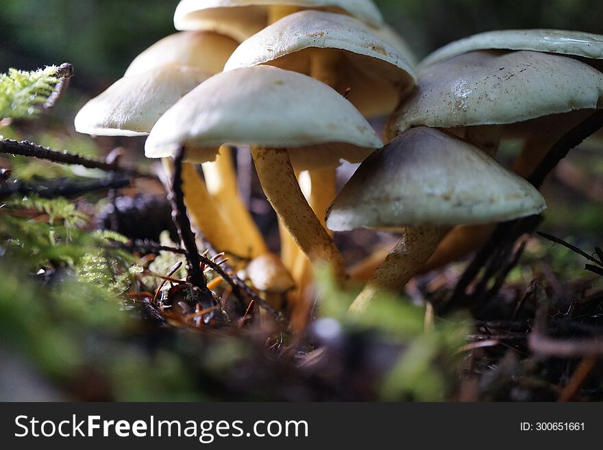 Pacific Northwest mushrooms during the rainy Autumn season.