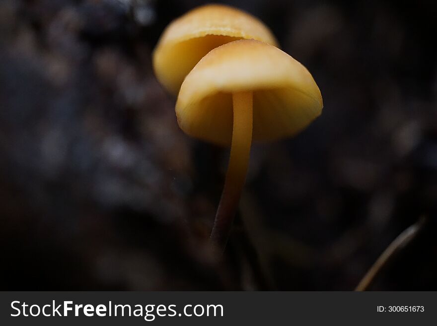 Pacific Northwest mushrooms during the rainy Autumn season.