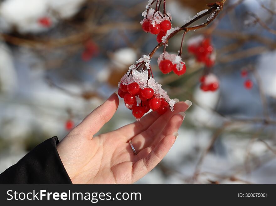 There is still snow on the berry. There is still snow on the berry.