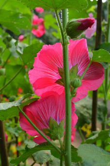 Hollyhock Flower Stock Images Hollyhock Flower Stock Images