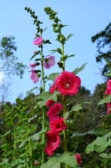Beautiful Of Hollyhock Flower Stock Image Beautiful Of Hollyhock Flower Stock Image