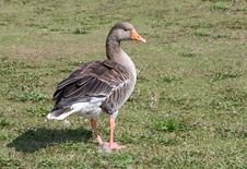 Greylag Goose. Stock Photography Greylag Goose. Stock Photography