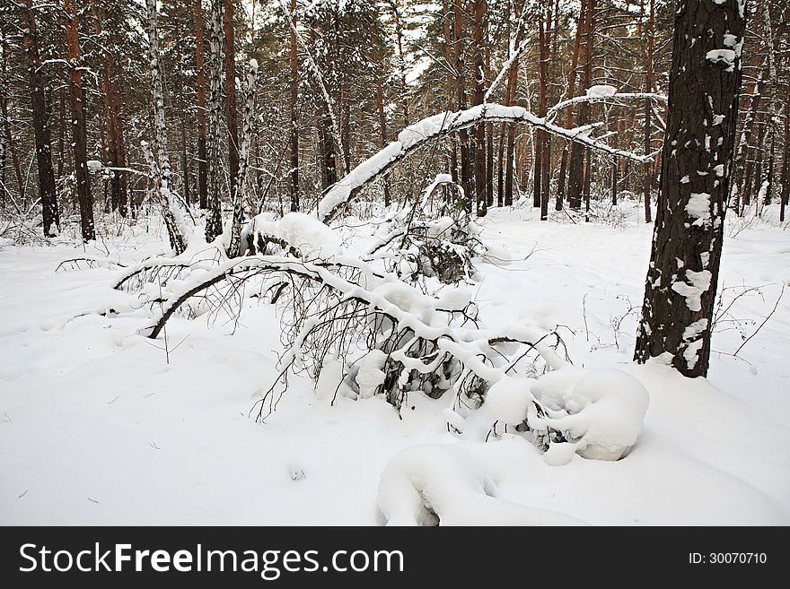 Beautiful winter forest covered with snow.