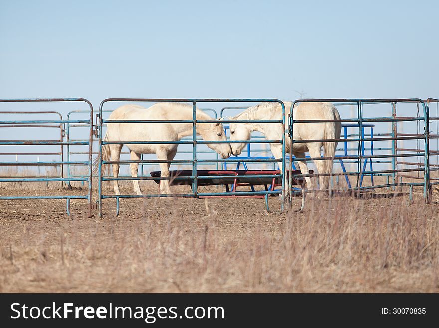 Profile shot of two horses touching inside of a corral with a feed bunk in the background. Profile shot of two horses touching inside of a corral with a feed bunk in the background