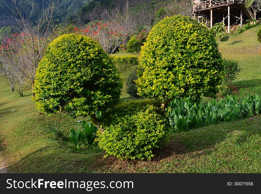 Duranta repens in Thailand, Doi Suthep