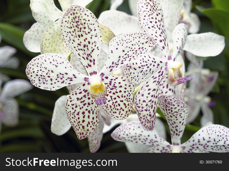 Closeup of scenic blossom orchids from famous National Orchid Garden of Singapore; focus on central flower. Closeup of scenic blossom orchids from famous National Orchid Garden of Singapore; focus on central flower