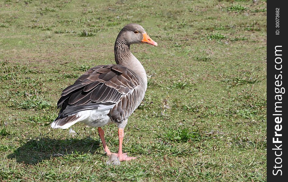 Greylag Goose.