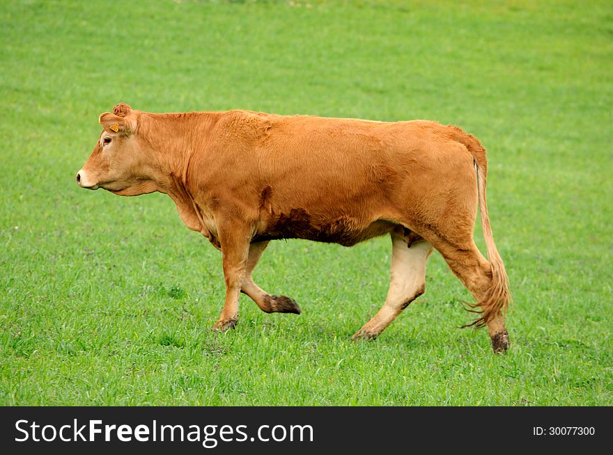Brown cow in rearing livestock