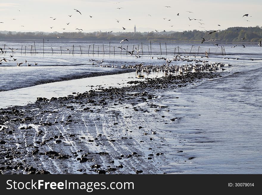 The gulls on the lakefront.