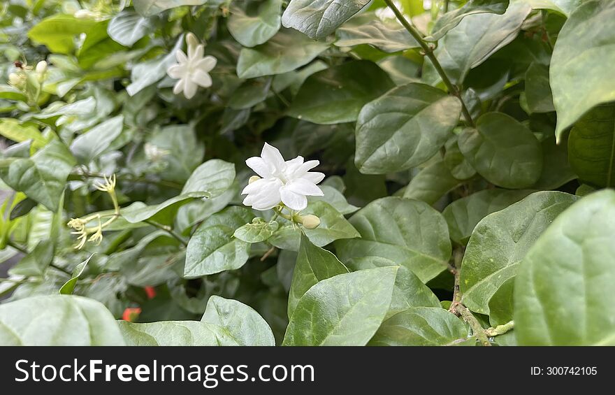 Fresh jasmine flowers among lush leaves