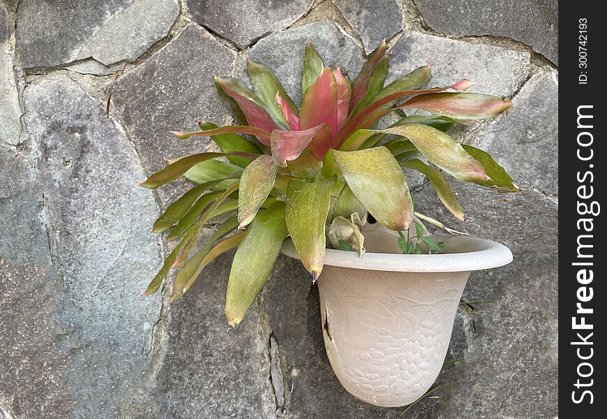 Plant Pots Mounted On The Wall Represent A Green Concept Decoration