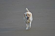 Labrador Retriever Royalty Free Stock Photos