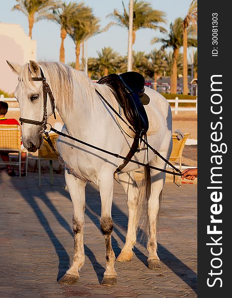 Horse standing with the palms background