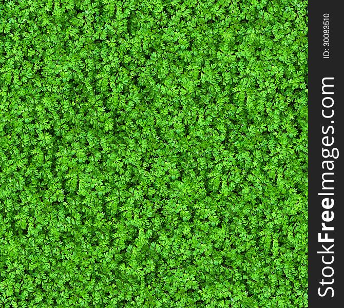 Green Meadow Grass. Seamless Texture.