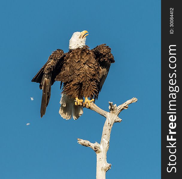 American bald eagle shaking his feathers and body after preening.