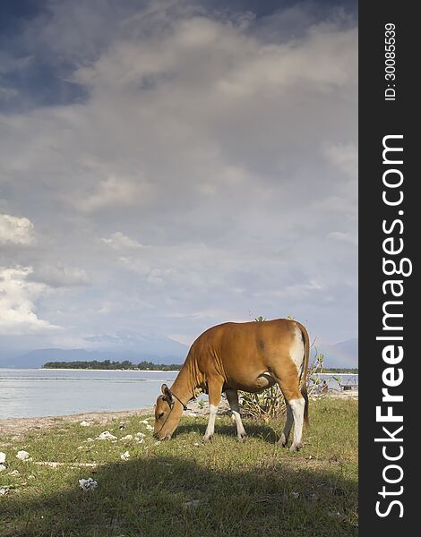 Cow Eating Grass on Gili Trawangan, Indonesia you can find clearly rainbow behind the cow on full resolution of this photographs. Cow Eating Grass on Gili Trawangan, Indonesia you can find clearly rainbow behind the cow on full resolution of this photographs