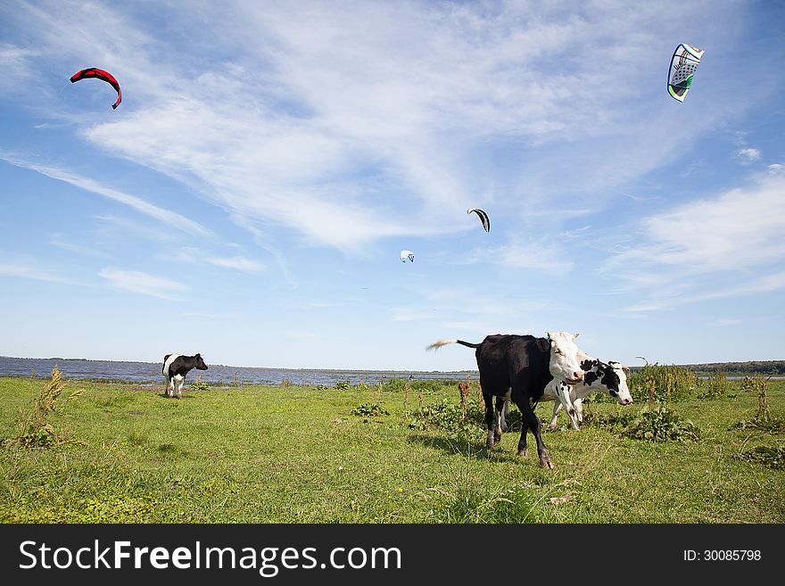 Cows on the field near a river under blue sky