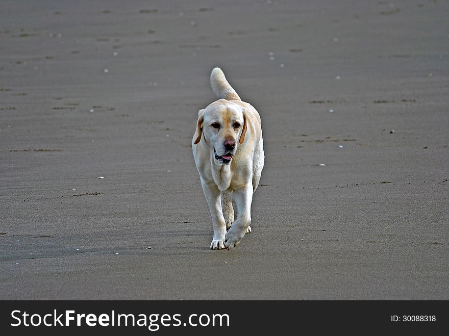 Male labrador retriever walking on beach