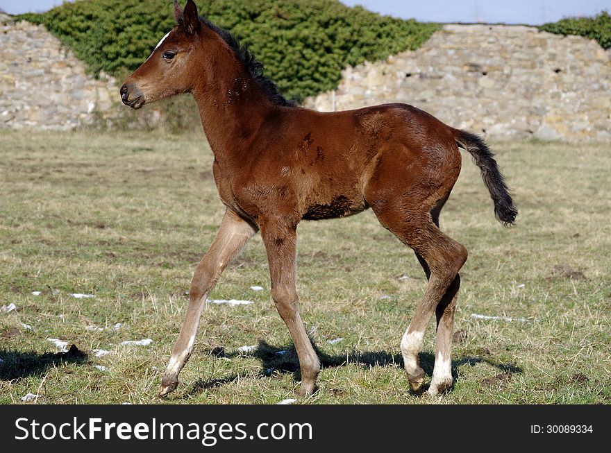 Horse with close-up of the mane and the eyes. Nice black & brown fur and brown saddle train. Horse with close-up of the mane and the eyes. Nice black & brown fur and brown saddle train.