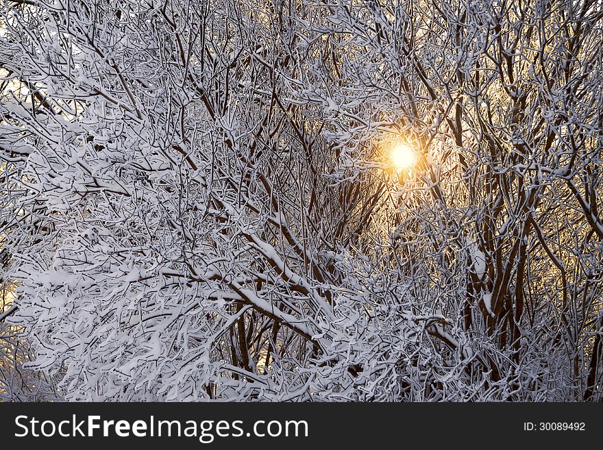 The sunlight passes through tree branches. The sunlight passes through tree branches