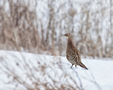 Ring Necked Pheasant Royalty Free Stock Images Ring Necked Pheasant Royalty Free Stock Images