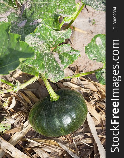 Little pumpkin growing on a pumpkin patch