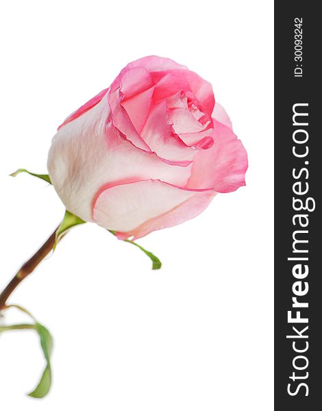 White-pink rose isolated on white background