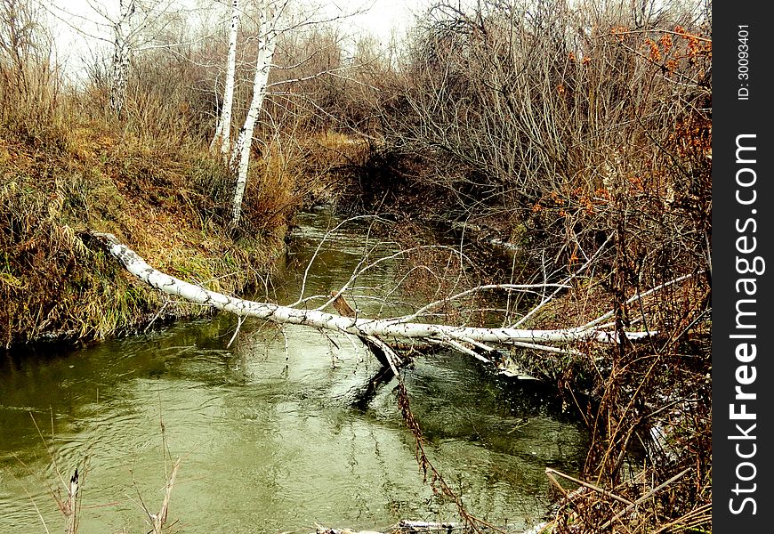 Through the steppe River dropped white birch. Through the steppe River dropped white birch