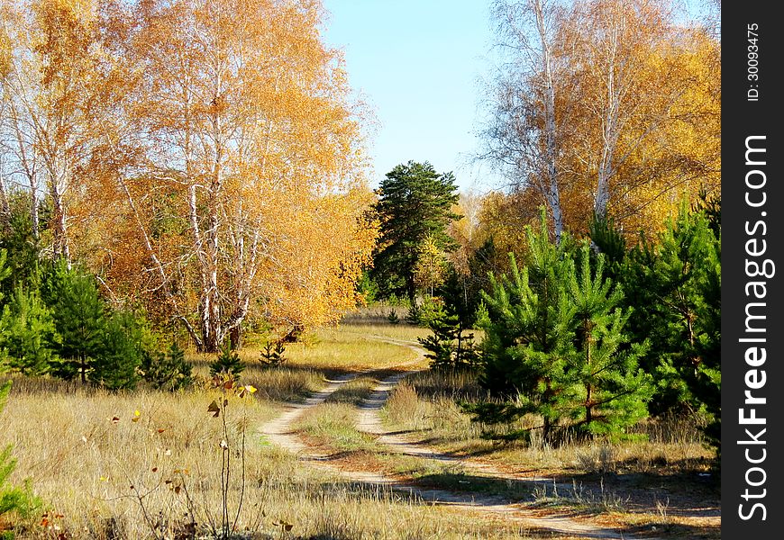 Golden autumn in the forest-steppe of the Altai came