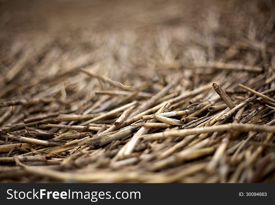 A close up a a blanket of dead beach grass. Extreme depth of field DOF)