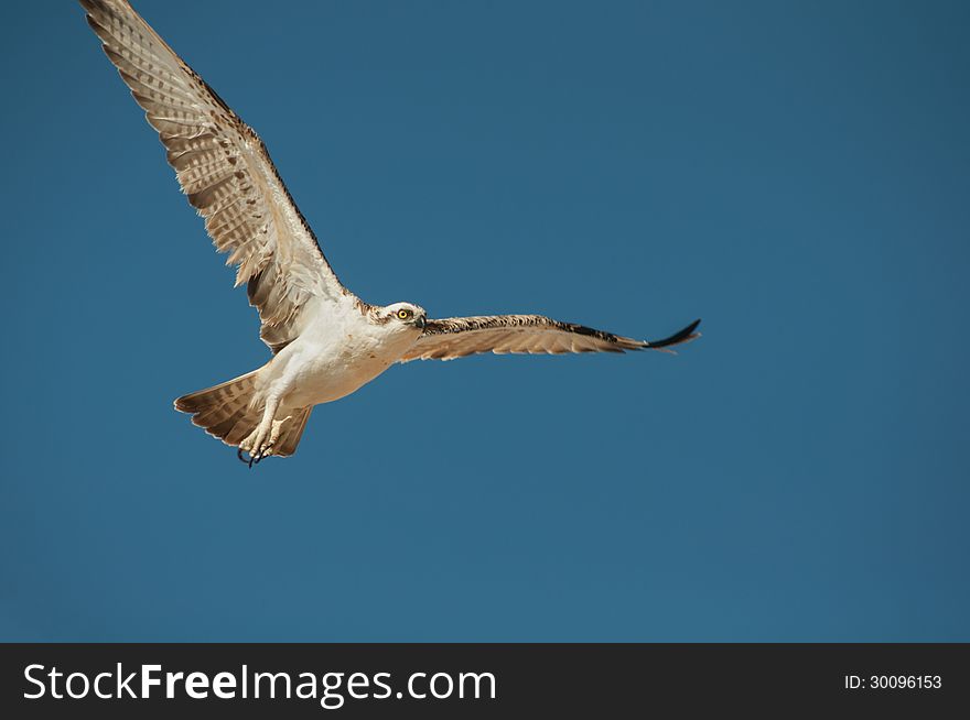 Falcon flying in the sky