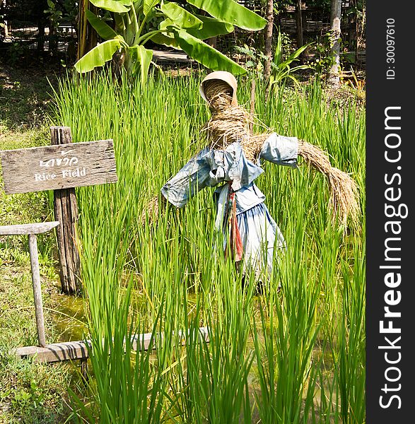 Scarecrow in rice field Thailand. Scarecrow in rice field Thailand
