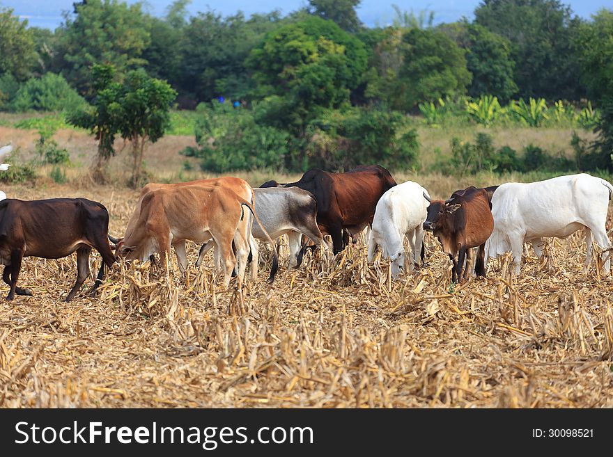 Cow eating dry grass in Thailand