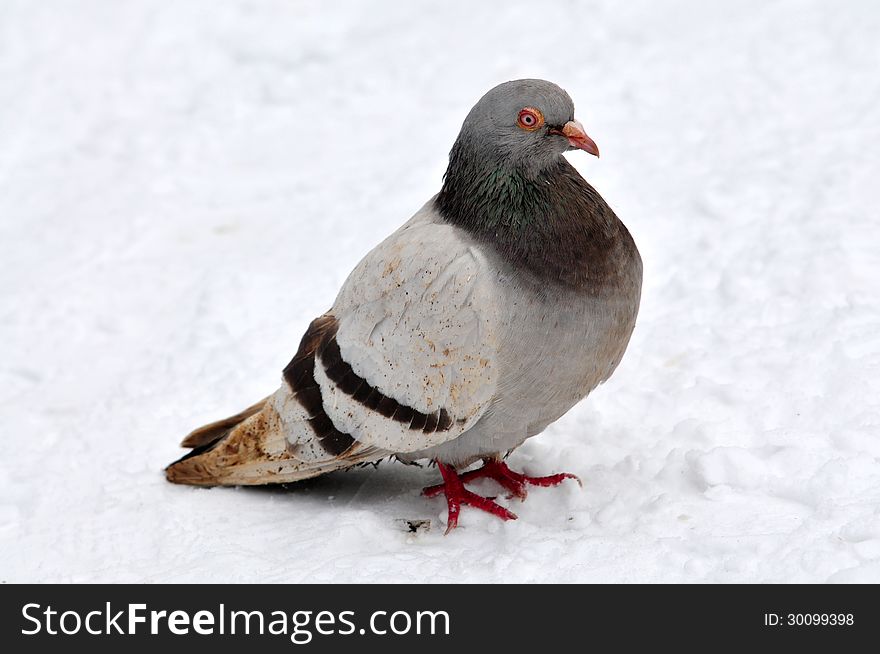 Pigeon On To Snow